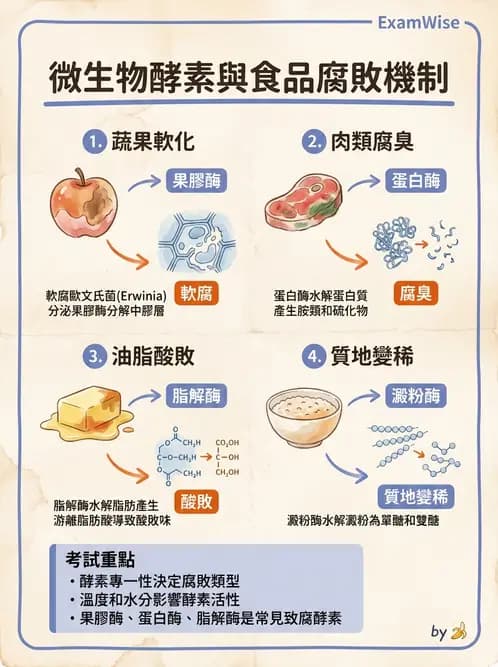 營養 - 食品腐敗微生物學 - AI 圖文解析預覽