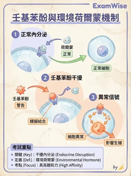 營養 - 化學性危害 - AI 圖文解析預覽