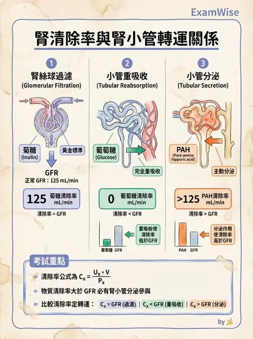 營養 - 腎臟與泌尿生理學 - AI 圖文解析預覽