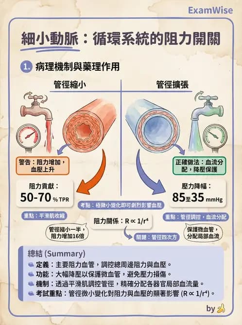 營養 - 心血管系統生理學 - AI 圖文解析預覽