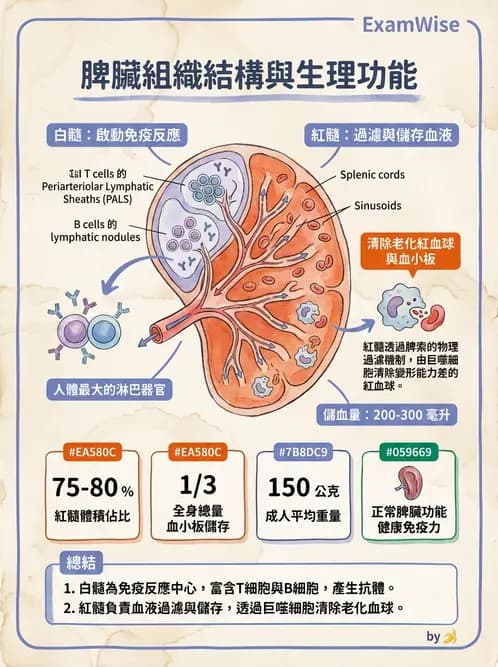 營養 - 血液與免疫 - AI 圖文解析預覽