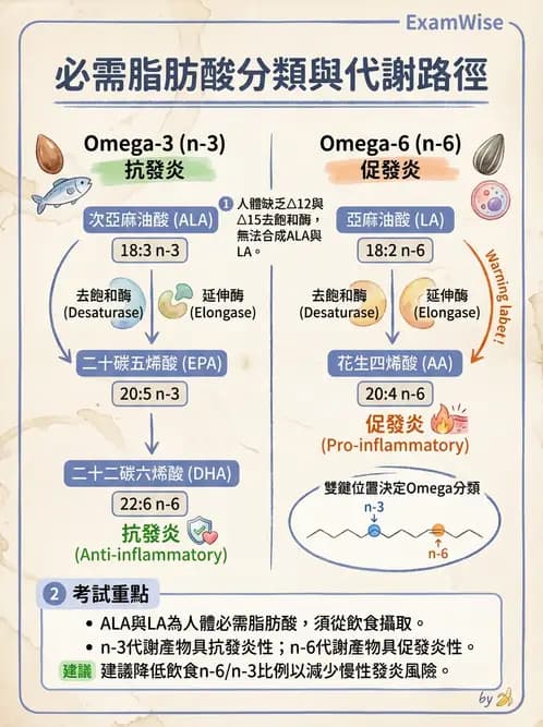 營養 - 脂質代謝 - AI 圖文解析預覽