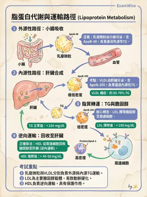 營養 - 脂質代謝 - AI 圖文解析預覽