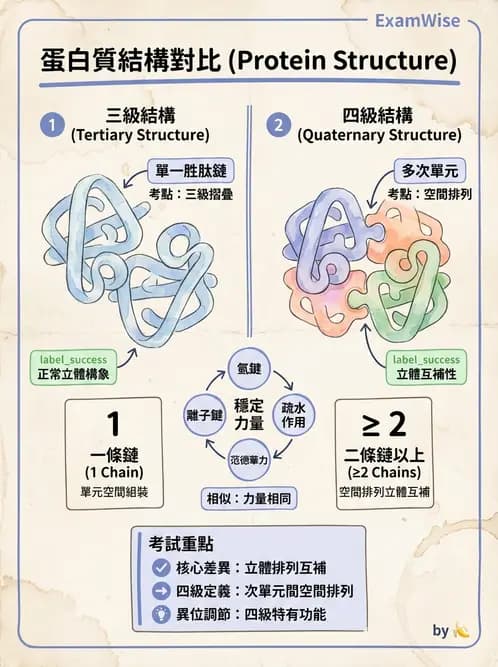 營養 - 蛋白質與胺基酸代謝 - AI 圖文解析預覽