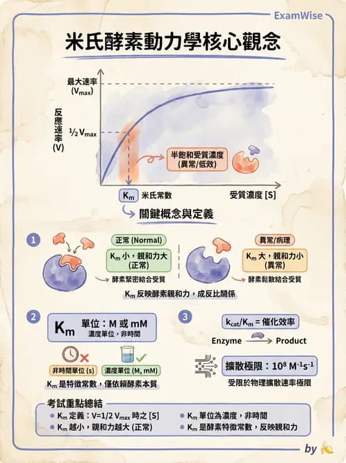 營養 - 酵素學基礎 - AI 圖文解析預覽