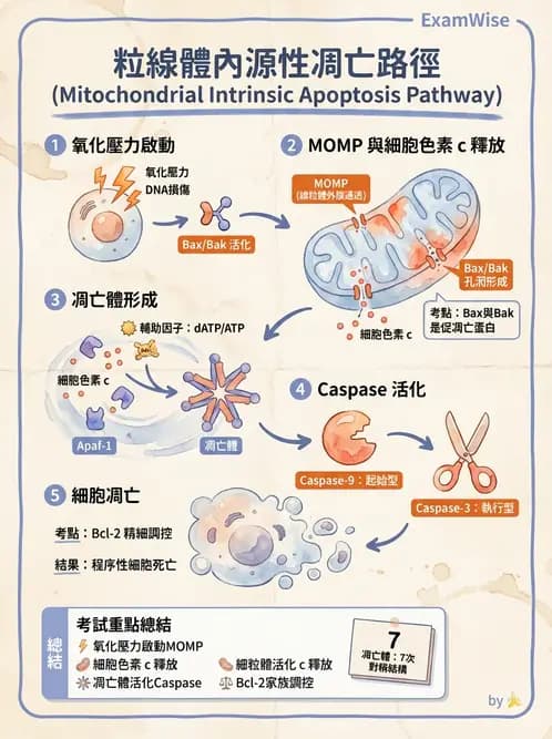 營養 - 能量代謝 - AI 圖文解析預覽