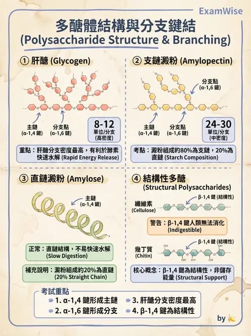 營養 - 醣類結構與膳食纖維 - AI 圖文解析預覽