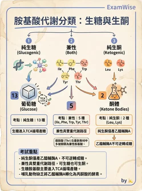 營養 - 胺基酸分類、功能與代謝 - AI 圖文解析預覽