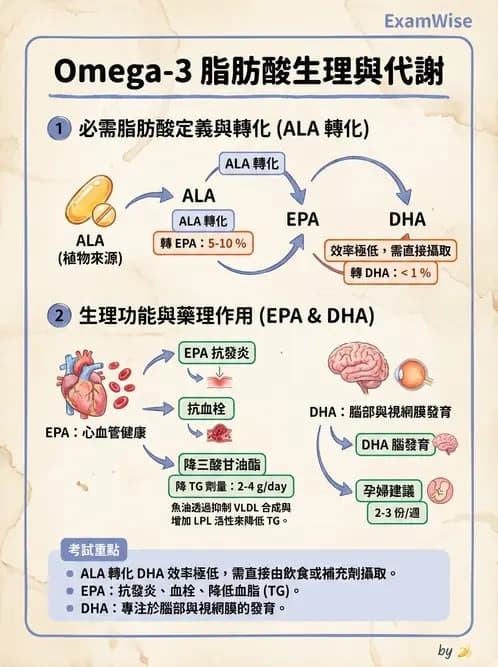 營養 - 脂肪酸種類與必需脂肪酸 - AI 圖文解析預覽