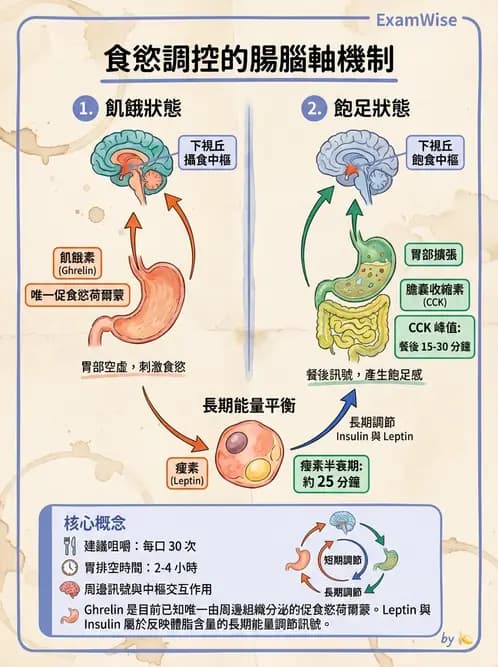 營養 - 能量平衡與食慾控制 - AI 圖文解析預覽