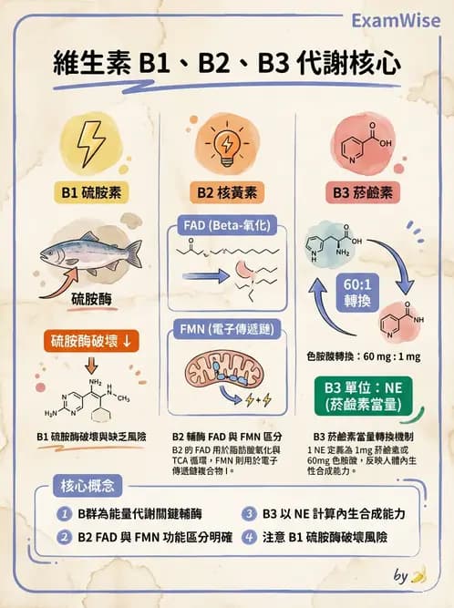 營養 - 能量代謝相關B群維生素 - AI 圖文解析預覽