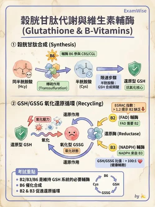 營養 - 單碳代謝與造血B群維生素 - AI 圖文解析預覽
