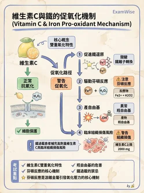 營養 - 維生素C與其他水溶性維生素 - AI 圖文解析預覽