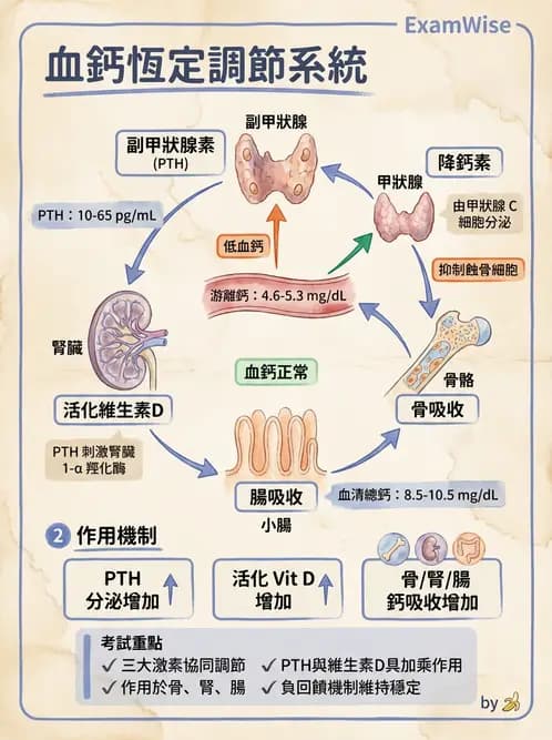 營養 - 維生素D - AI 圖文解析預覽