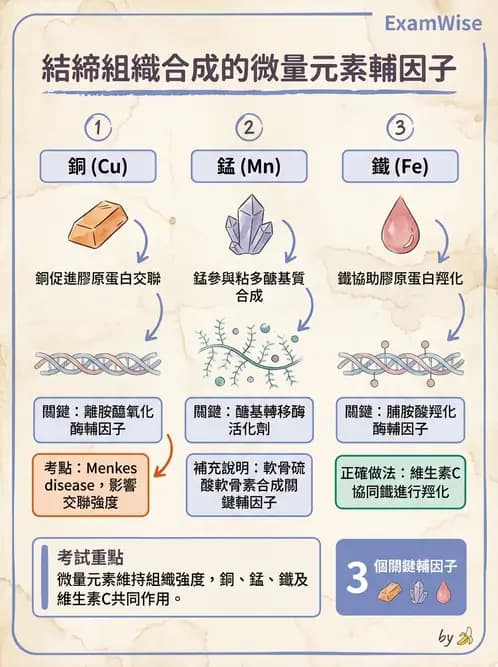 營養 - 鋅與銅營養 - AI 圖文解析預覽