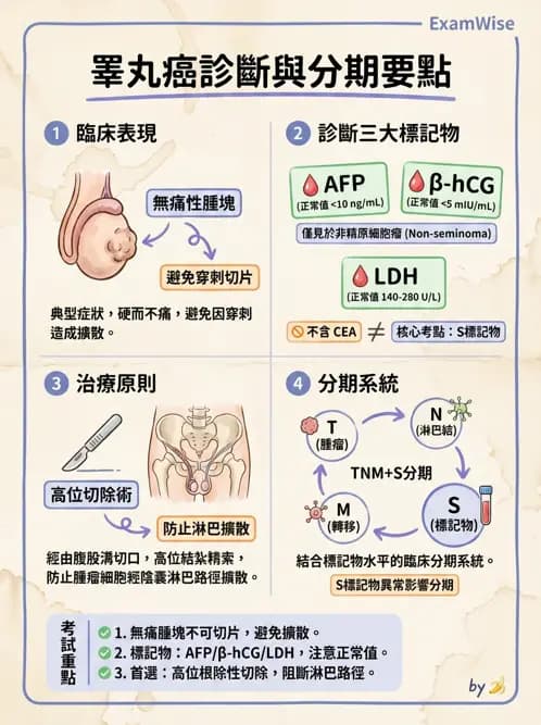 專師 - 泌尿腫瘤 - AI 圖文解析預覽