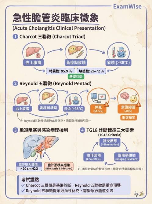 專師 - 膽道與胰臟 - AI 圖文解析預覽