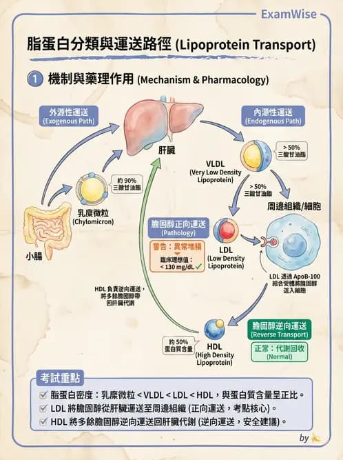 營養 - 脂質代謝 - AI 圖文解析預覽