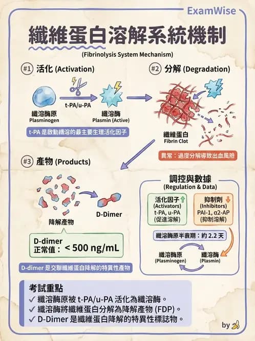 營養 - 血液與免疫 - AI 圖文解析預覽