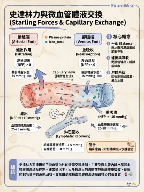 營養 - 心血管系統生理學 - AI 圖文解析預覽
