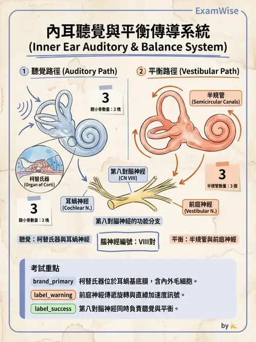 營養 - 神經系統生理學 - AI 圖文解析預覽