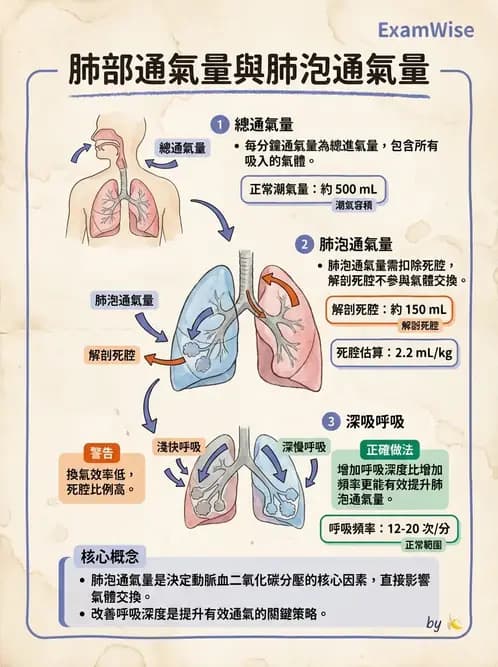 營養 - 呼吸系統生理學 - AI 圖文解析預覽