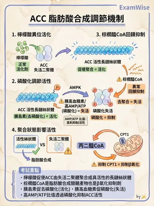 營養 - 脂質代謝 - AI 圖文解析預覽