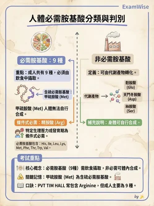 營養 - 蛋白質與胺基酸代謝 - AI 圖文解析預覽