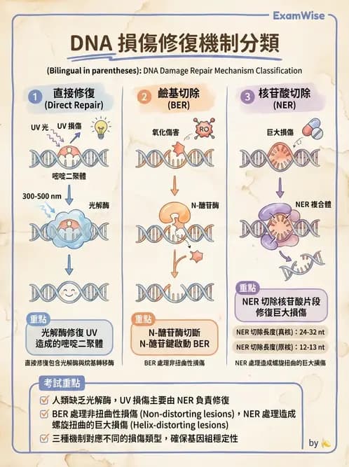 營養 - 核酸與基因表現 - AI 圖文解析預覽