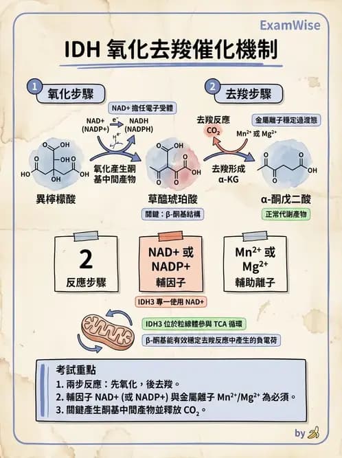 營養 - 能量代謝 - AI 圖文解析預覽