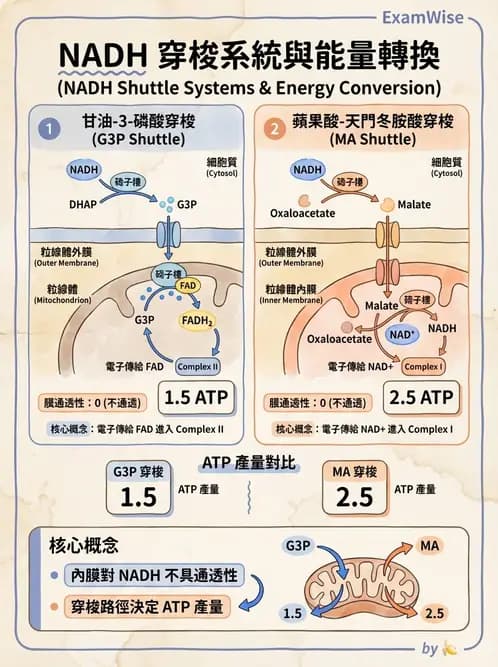 營養 - 醣類代謝路徑 - AI 圖文解析預覽