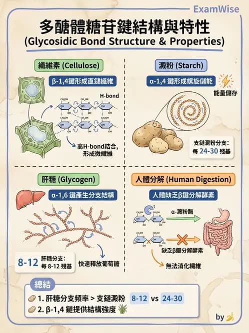 營養 - 醣類結構與膳食纖維 - AI 圖文解析預覽