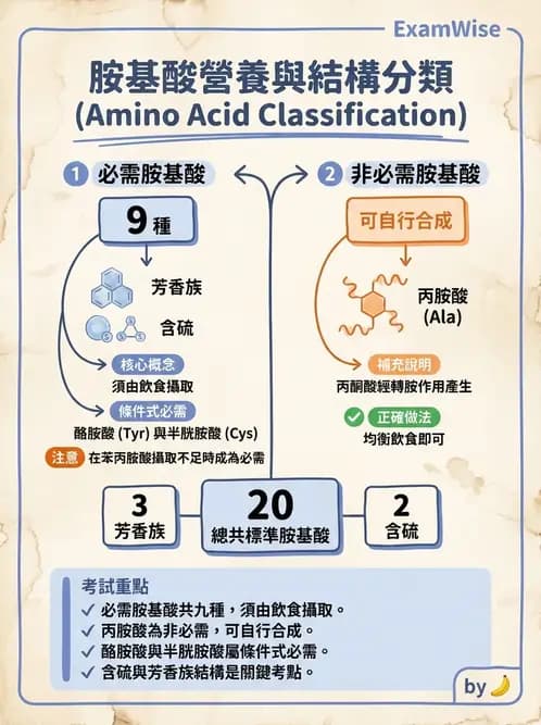 營養 - 胺基酸分類、功能與代謝 - AI 圖文解析預覽