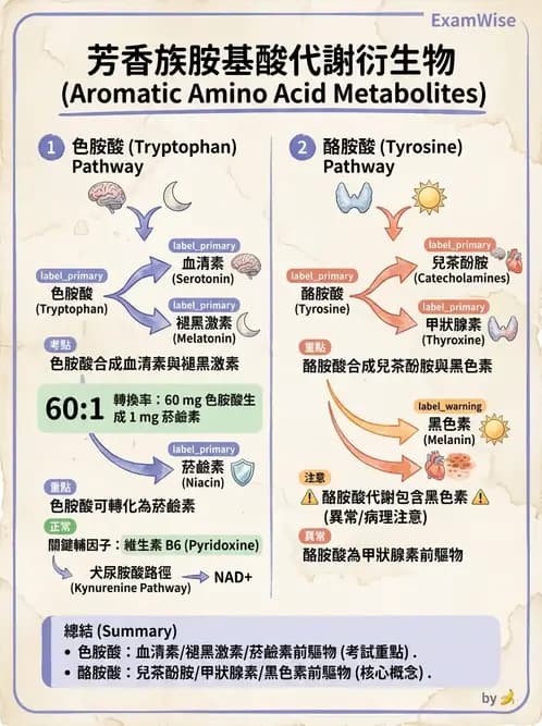 營養 - 胺基酸分類、功能與代謝 - AI 圖文解析預覽