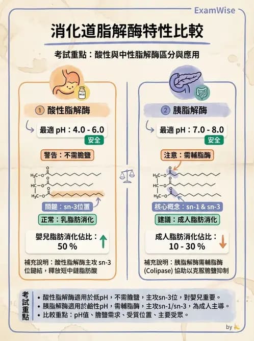 營養 - 脂質消化吸收與膽汁 - AI 圖文解析預覽