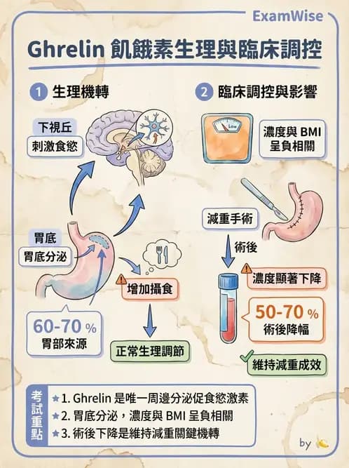 營養 - 能量平衡與食慾控制 - AI 圖文解析預覽