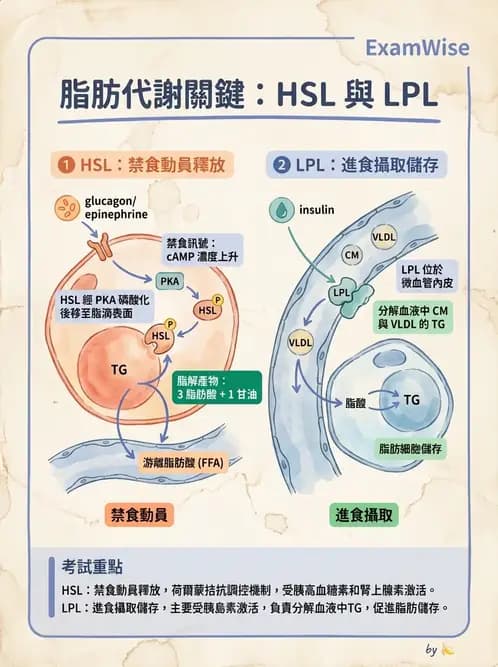 營養 - 脂蛋白與膽固醇代謝 - AI 圖文解析預覽