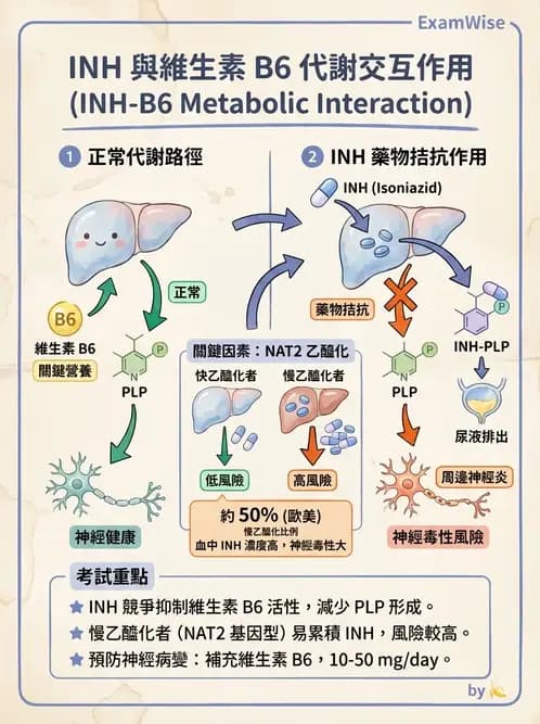 營養 - 藥物與營養素交互作用 - AI 圖文解析預覽