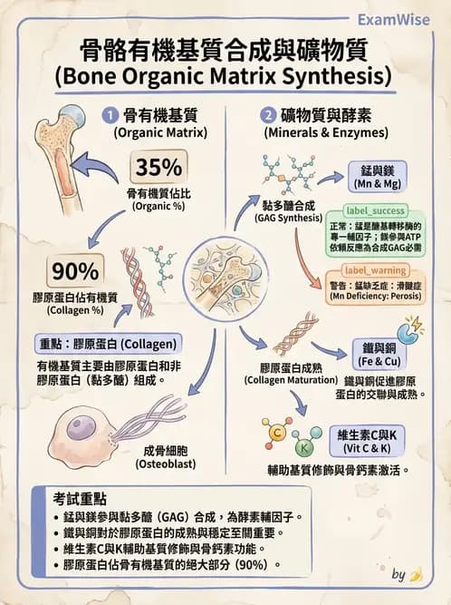 營養 - 骨骼與關節疾病 - AI 圖文解析預覽