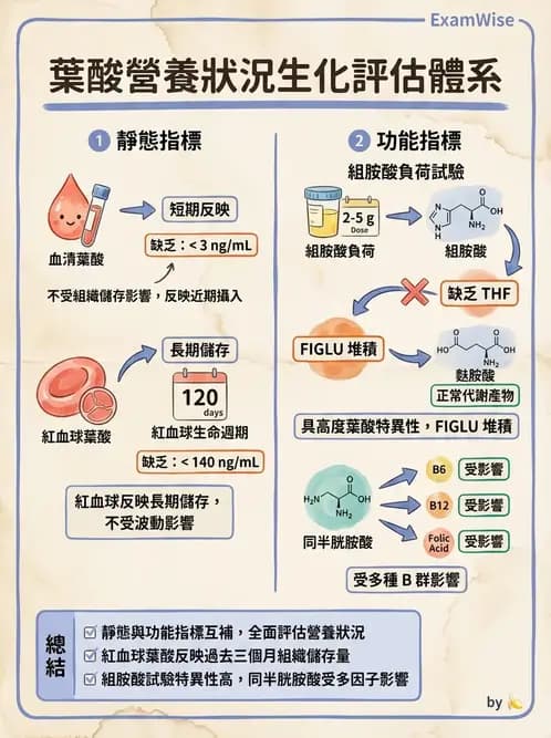 營養 - 生化指標與營養缺乏 - AI 圖文解析預覽