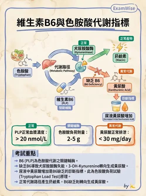 營養 - 生化指標與營養缺乏 - AI 圖文解析預覽