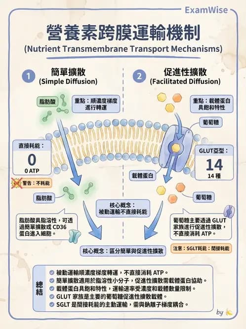 營養 - 細胞生理學 - AI 圖文解析預覽