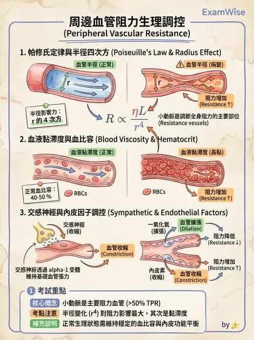 營養 - 心血管系統生理學 - AI 圖文解析預覽