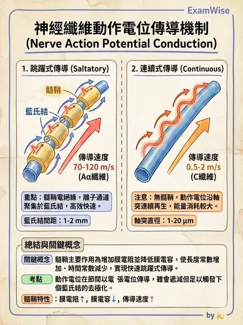 營養 - 神經系統生理學 - AI 圖文解析預覽