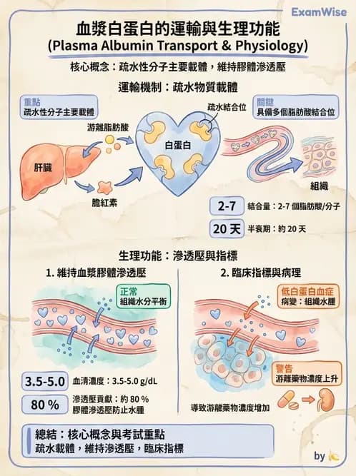 營養 - 脂質代謝 - AI 圖文解析預覽