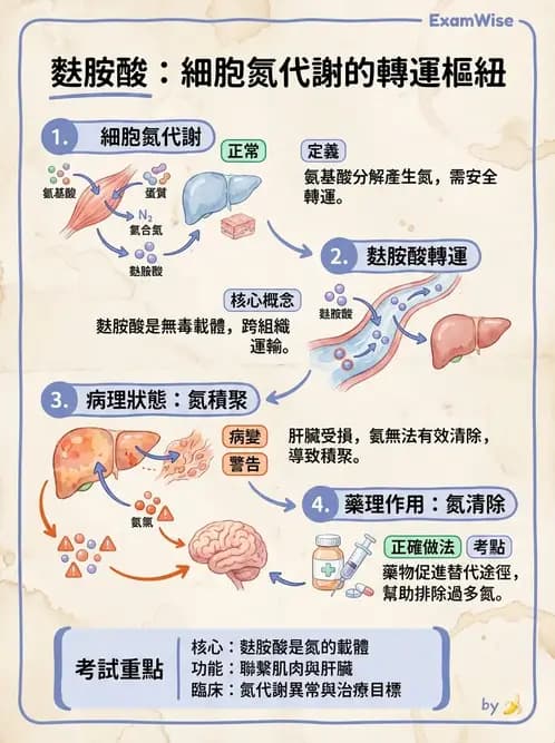 營養 - 蛋白質與胺基酸代謝 - AI 圖文解析預覽