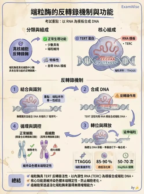 營養 - 核酸與基因表現 - AI 圖文解析預覽