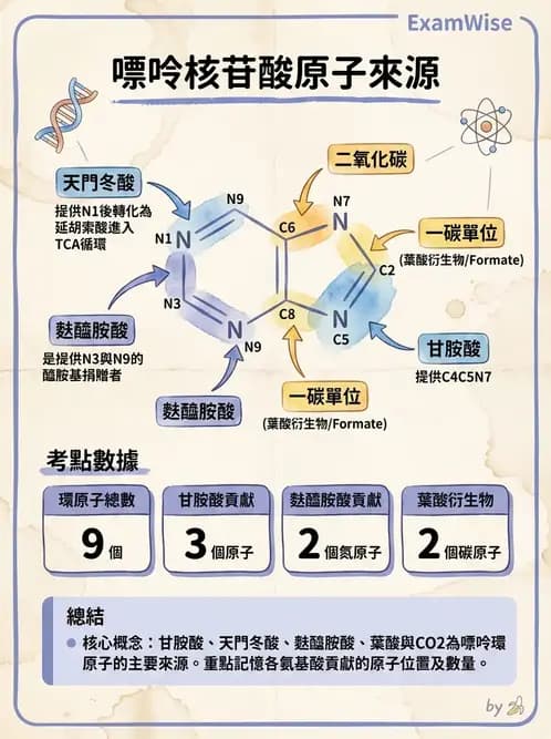 營養 - 核酸與基因表現 - AI 圖文解析預覽