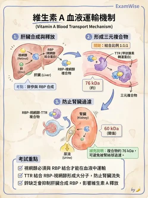 營養 - 維生素A - AI 圖文解析預覽