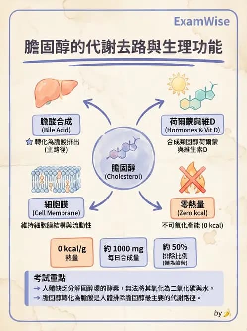 營養 - 脂蛋白與膽固醇代謝 - AI 圖文解析預覽